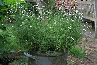 Asperula tinctoria Verfbedstro bestellen